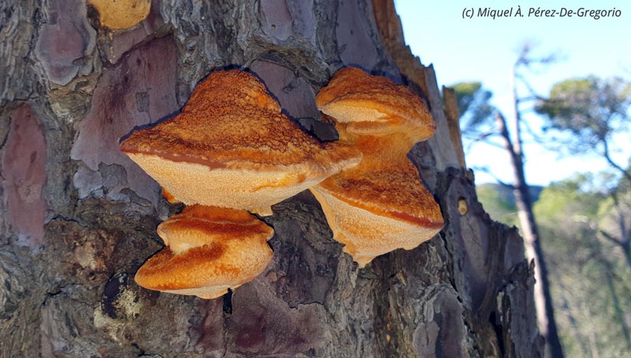 Pycnoporellus fulgens