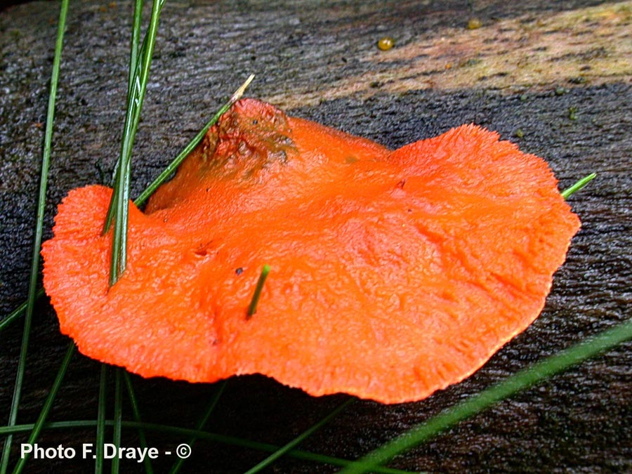 Pycnoporus cinnabarinus