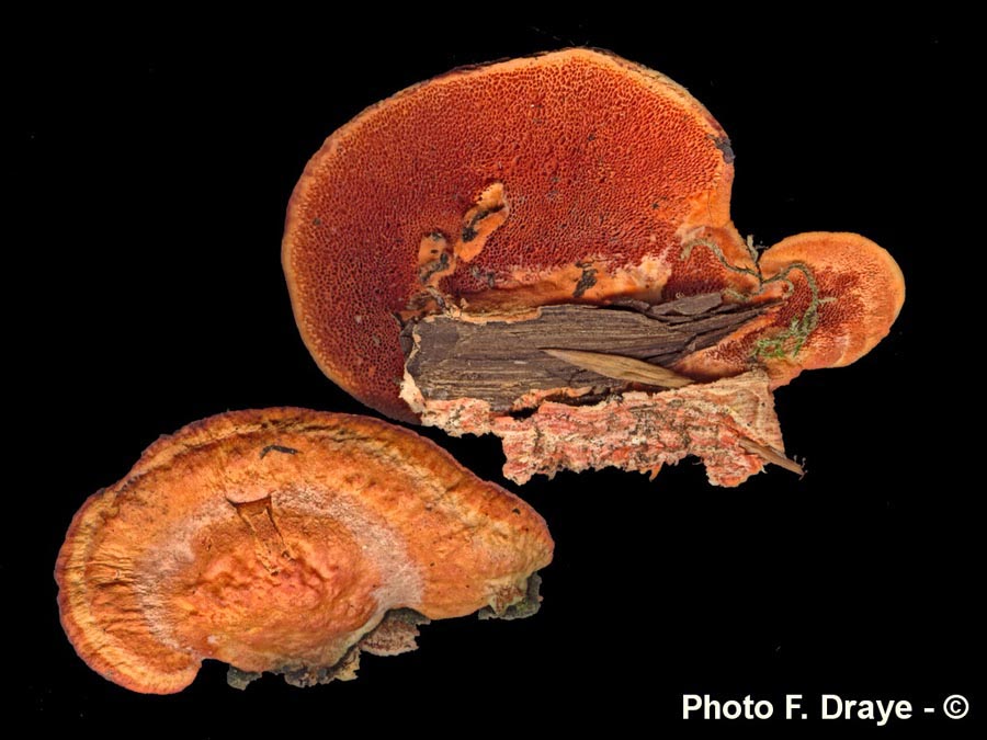 Pycnoporus cinnabarinus