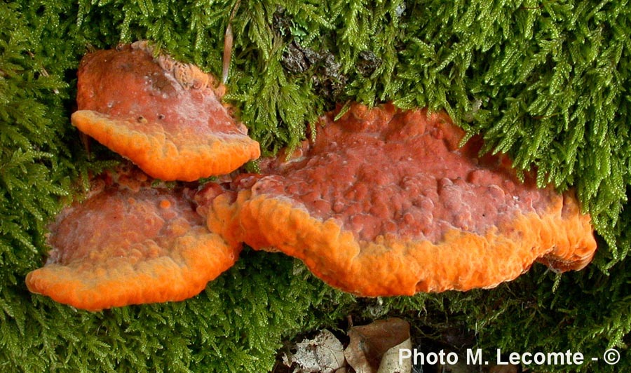 Pycnoporus cinnabarinus