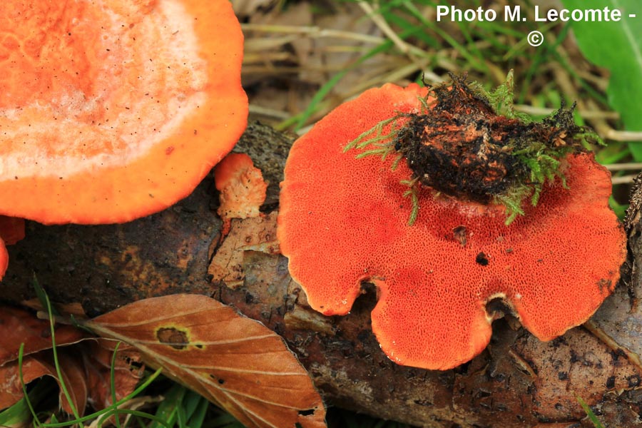 Pycnoporus cinnabarinus