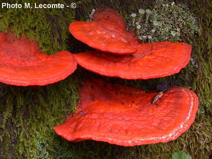 Pycnoporus cinnabarinus