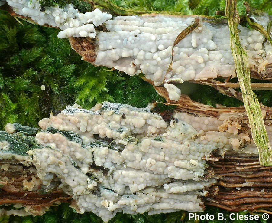 Cerocorticium confluens (Radulomyces confluens)