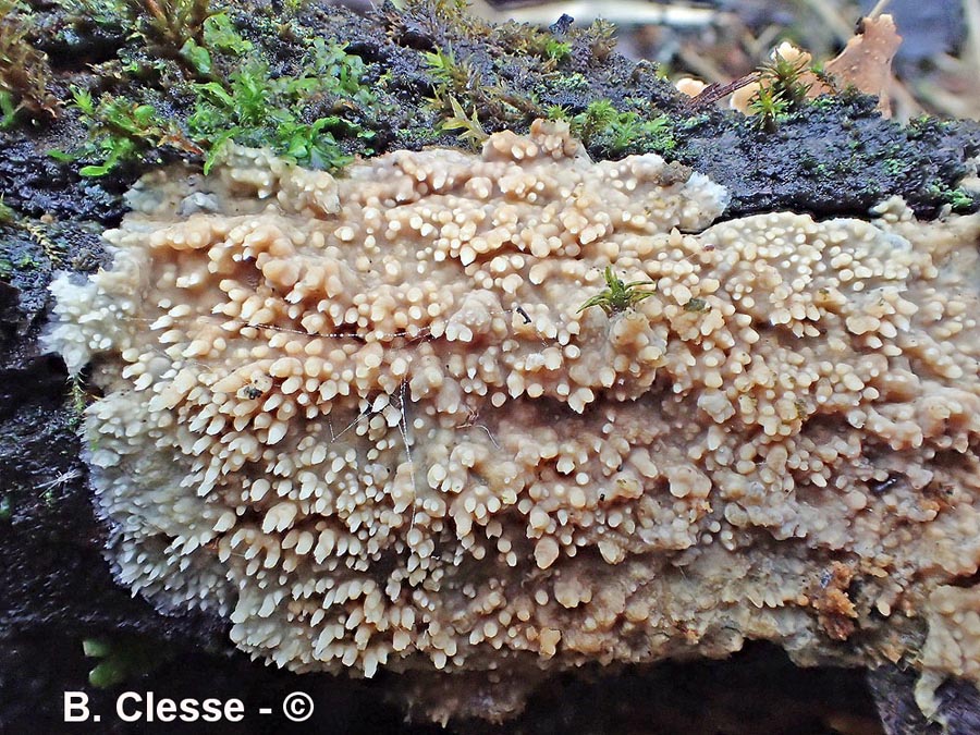 Radulomyces molaris