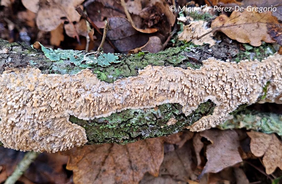 Radulomyces molaris