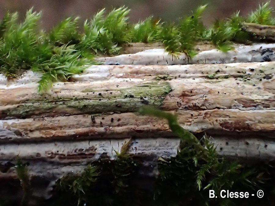 Radulomyces rickii