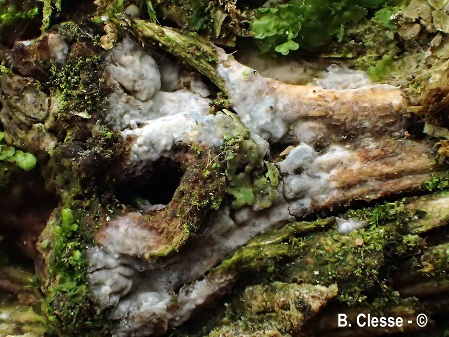 Radulomyces rickii