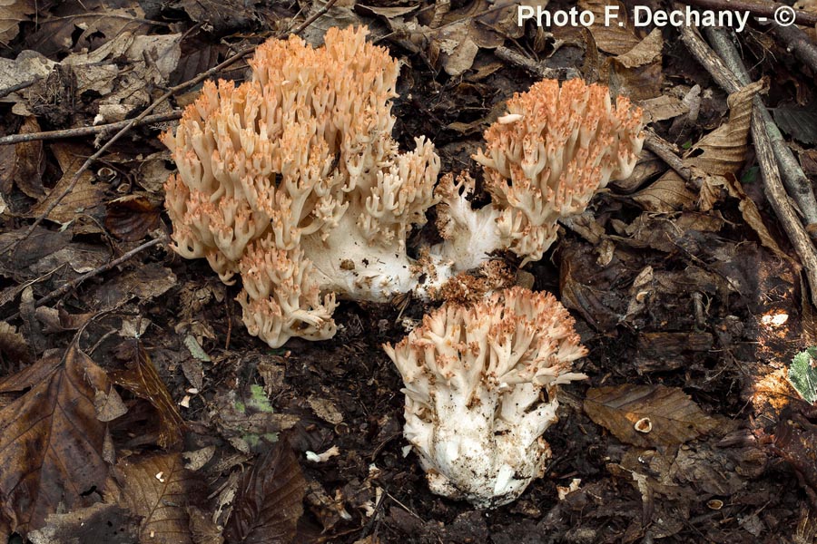 Ramaria botrytis