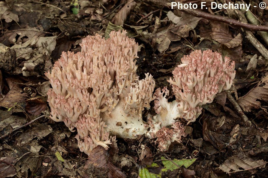 Ramaria botrytis