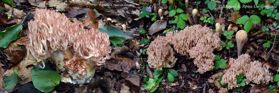 Ramaria botrytis