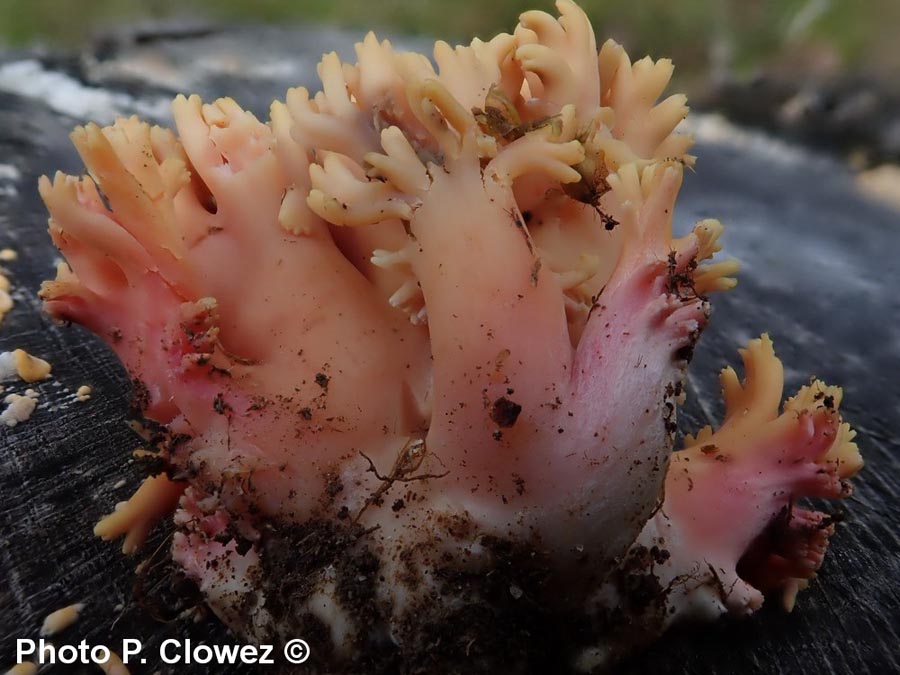 Ramaria fageticola