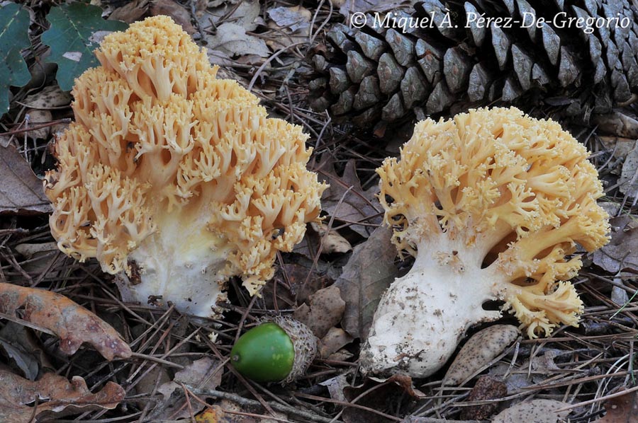 Ramaria flavescens