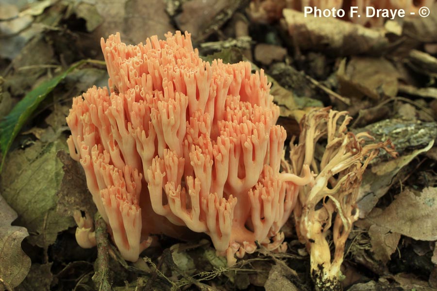 Ramaria formosa