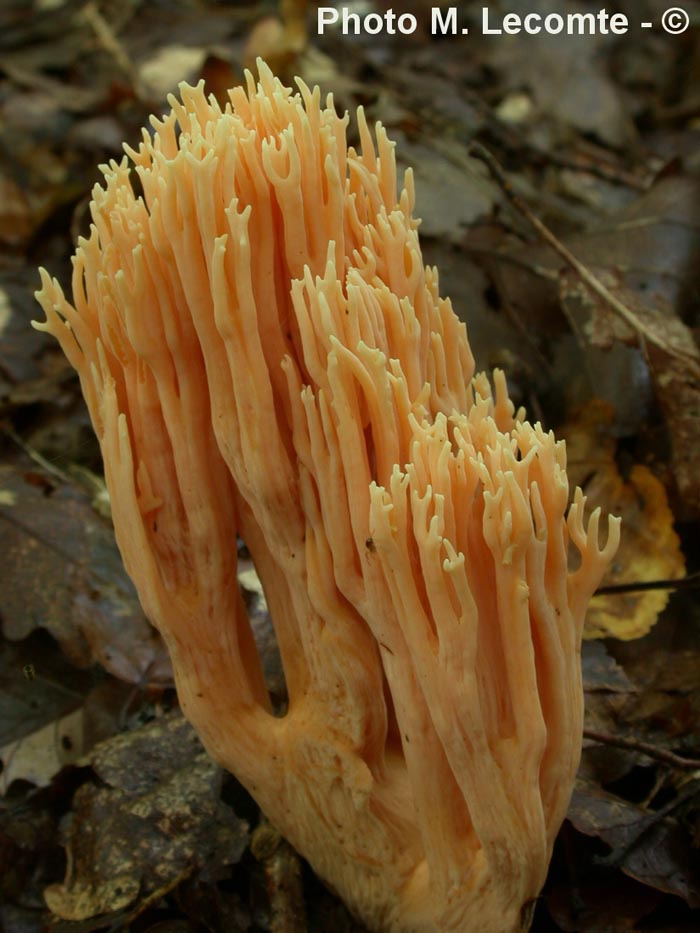 Ramaria formosa