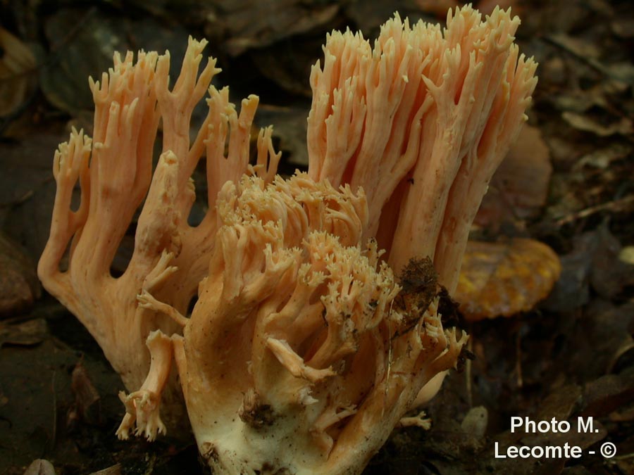 Ramaria formosa