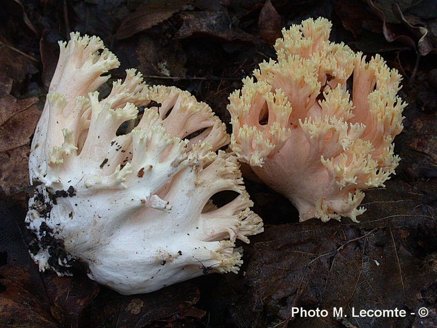 Ramaria formosa