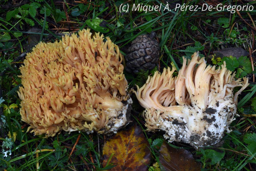 Ramaria formosa