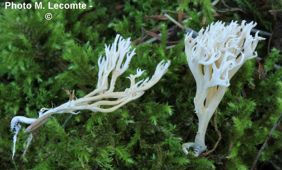 Ramaria gracilis