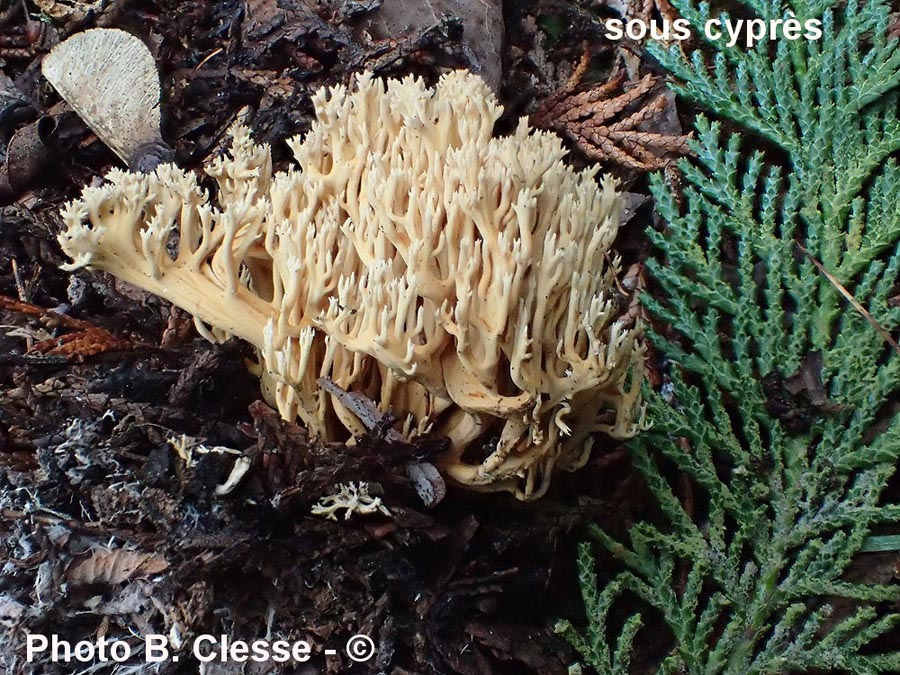 Ramaria myceliosa