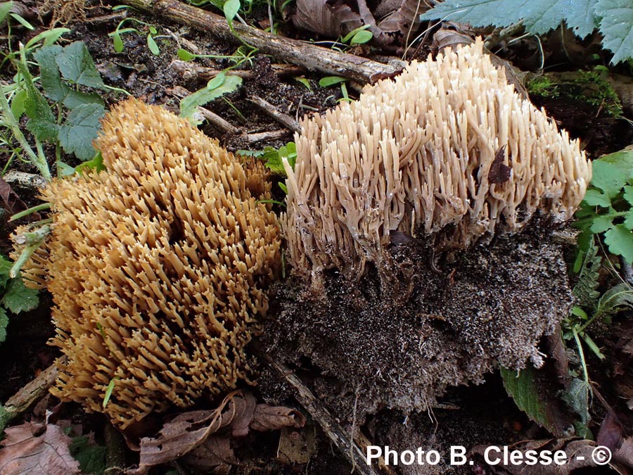 Ramaria ochracea