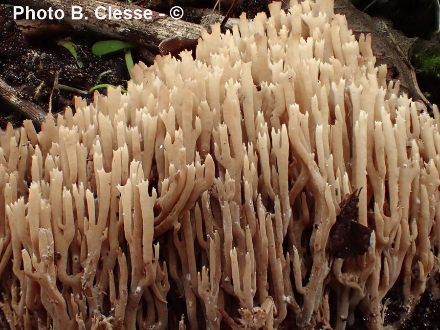 Ramaria ochracea