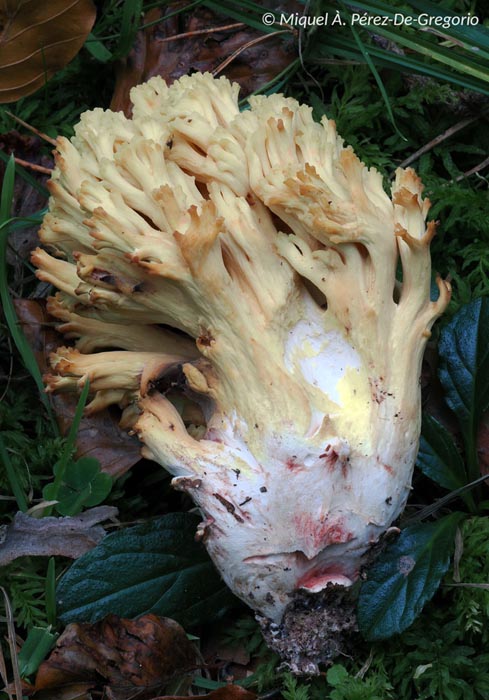 Ramaria sanguinea