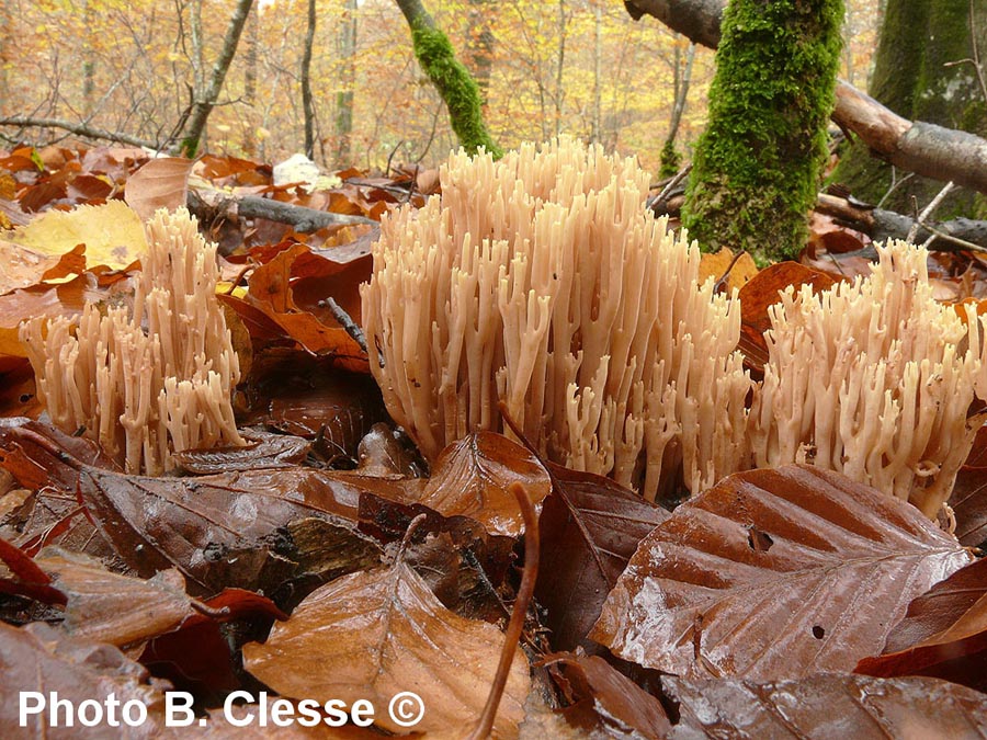 Ramaria stricta