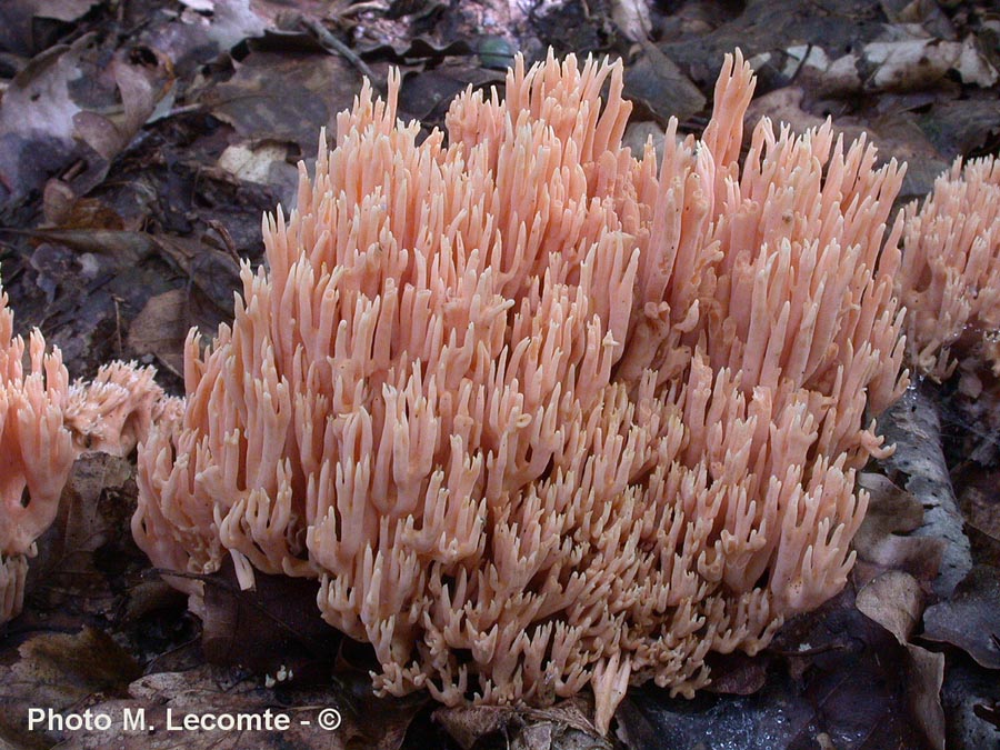 Ramaria stricta