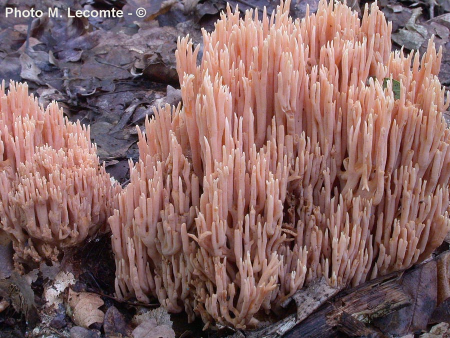 Ramaria stricta