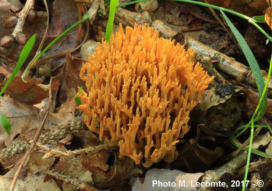 Ramaria stricta