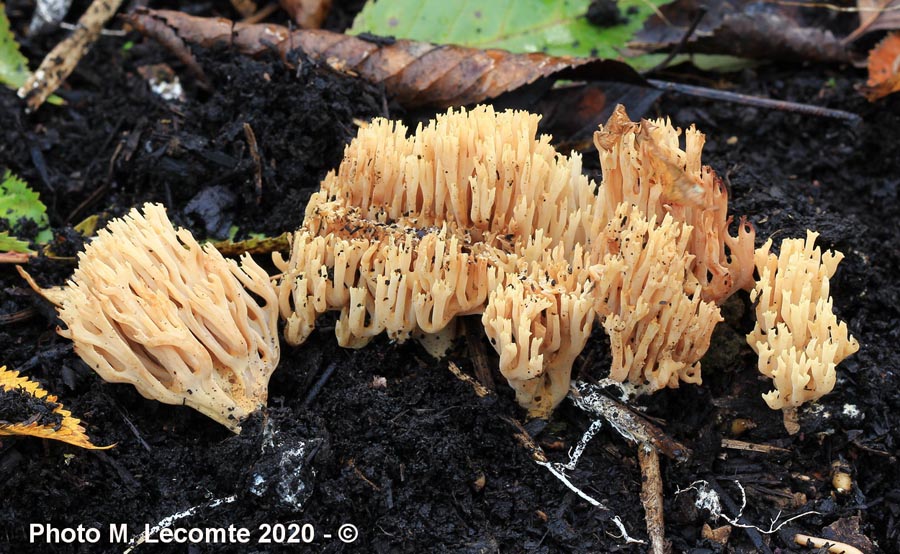 Ramaria stricta