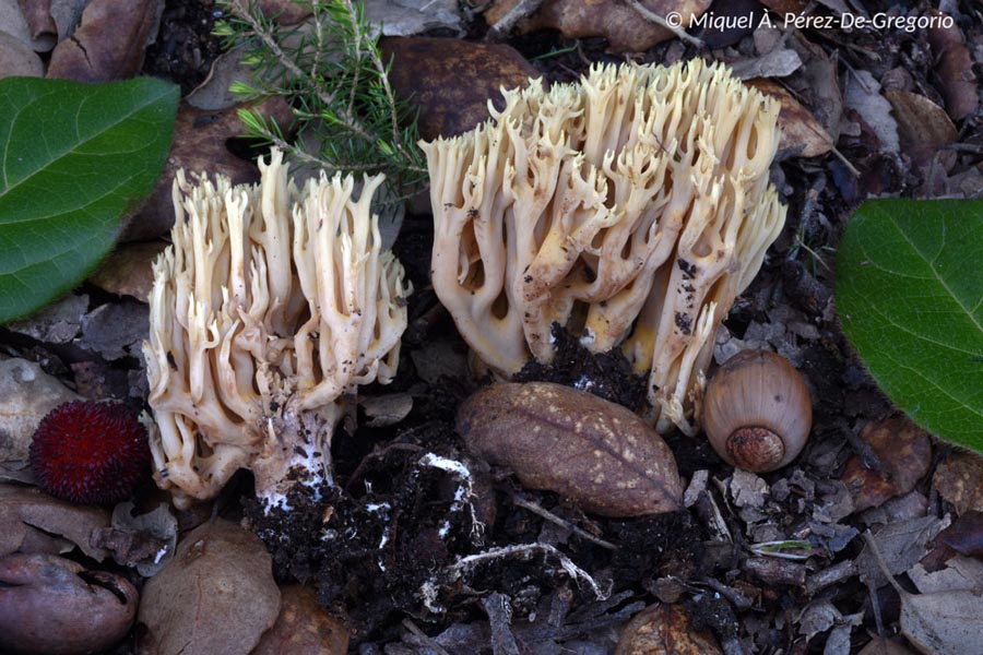 Ramaria stricta