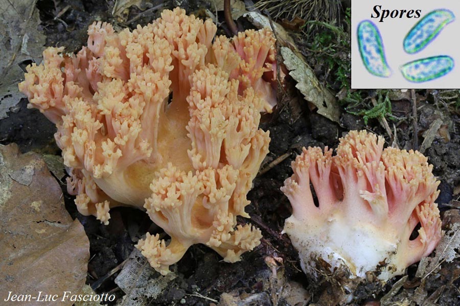 Ramaria subbotrytis