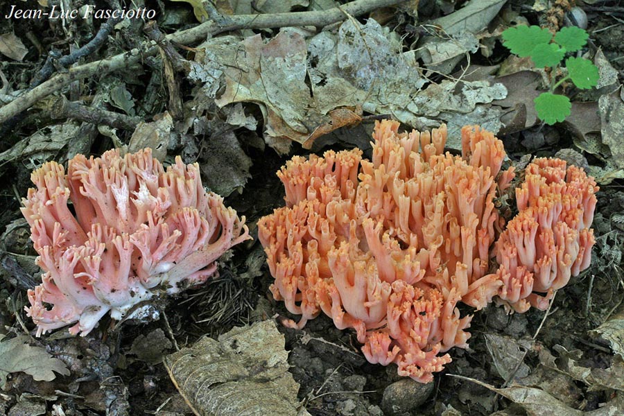 Ramaria subbotrytis