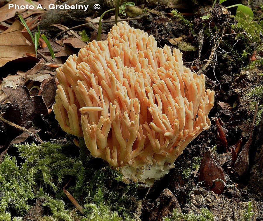 Ramaria subbotrytis