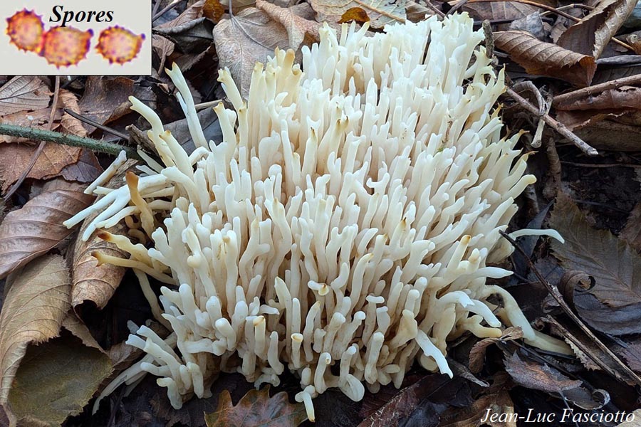 Ramariopsis robusta