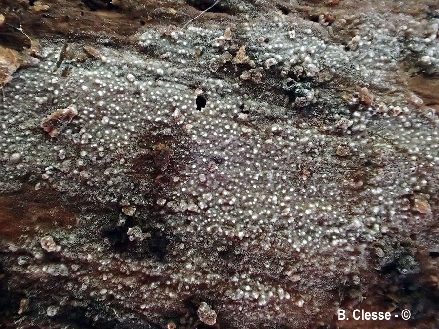 Resinicium furfuraceum