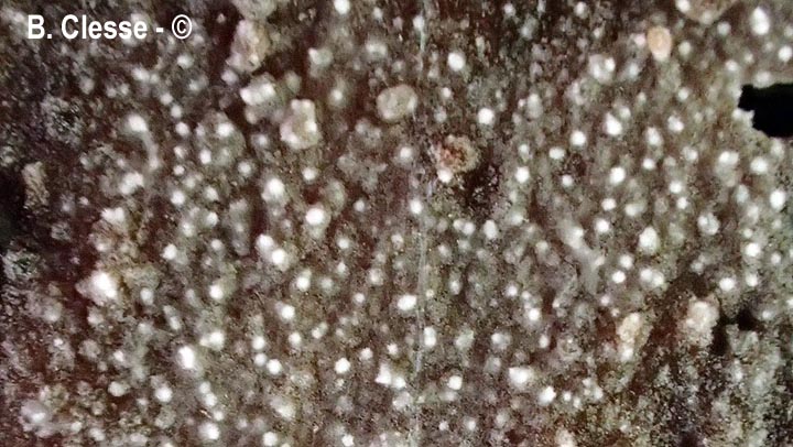 Resinicium furfuraceum