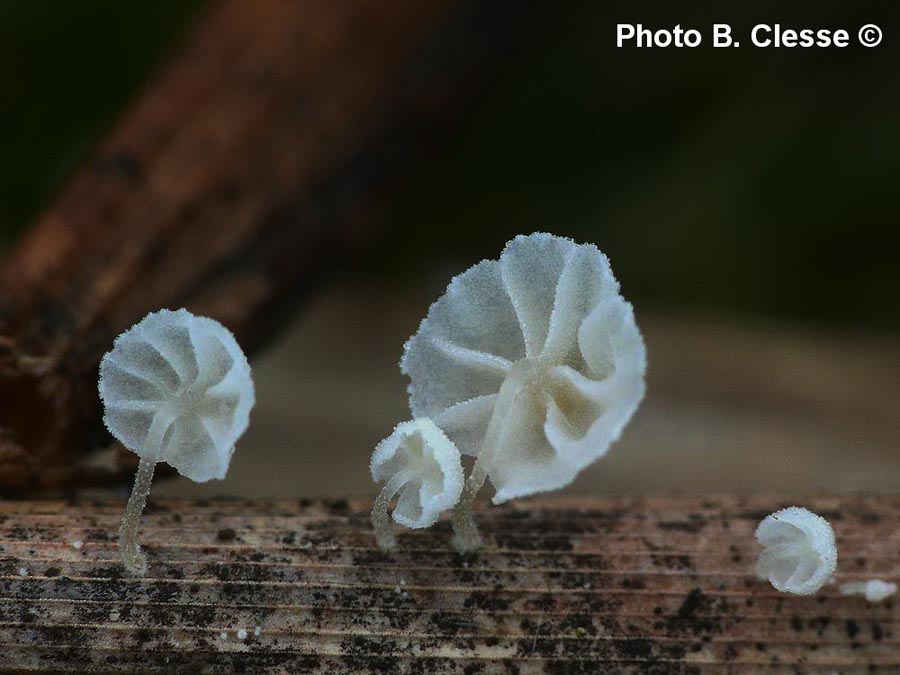 Resinomycena saccharifera