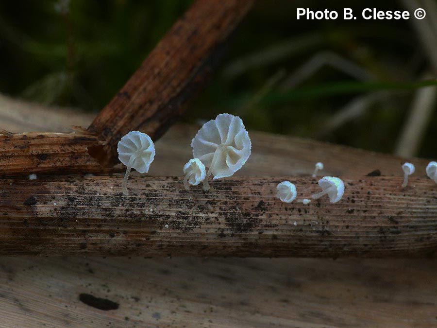 Resinomycena saccharifera