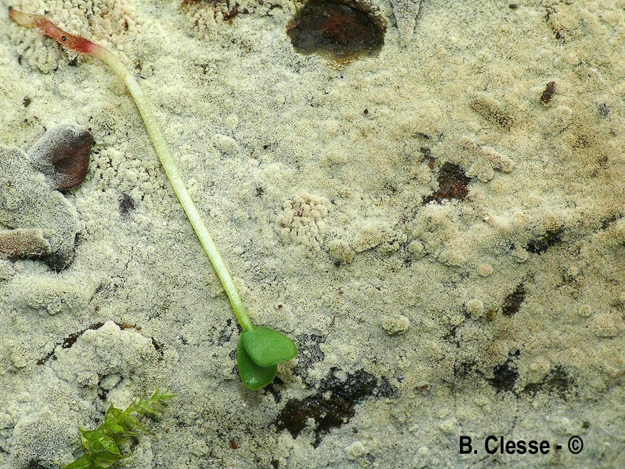 Rhizoctonia fusispora (Thanatephorus fusisporus)