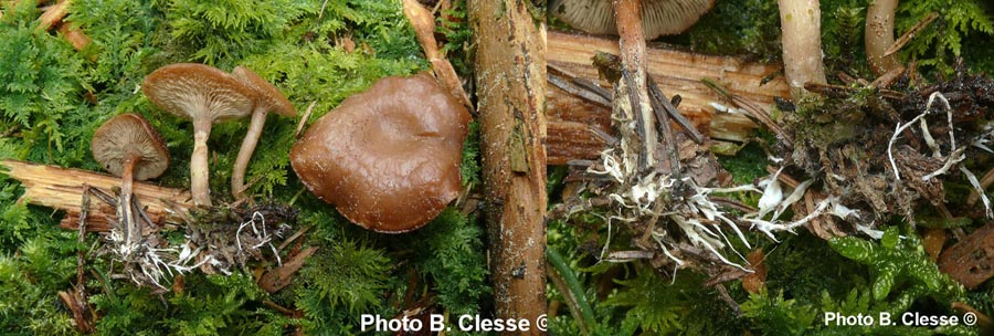 Clitocybe vermicularis (Rhizocybe vermicularis)