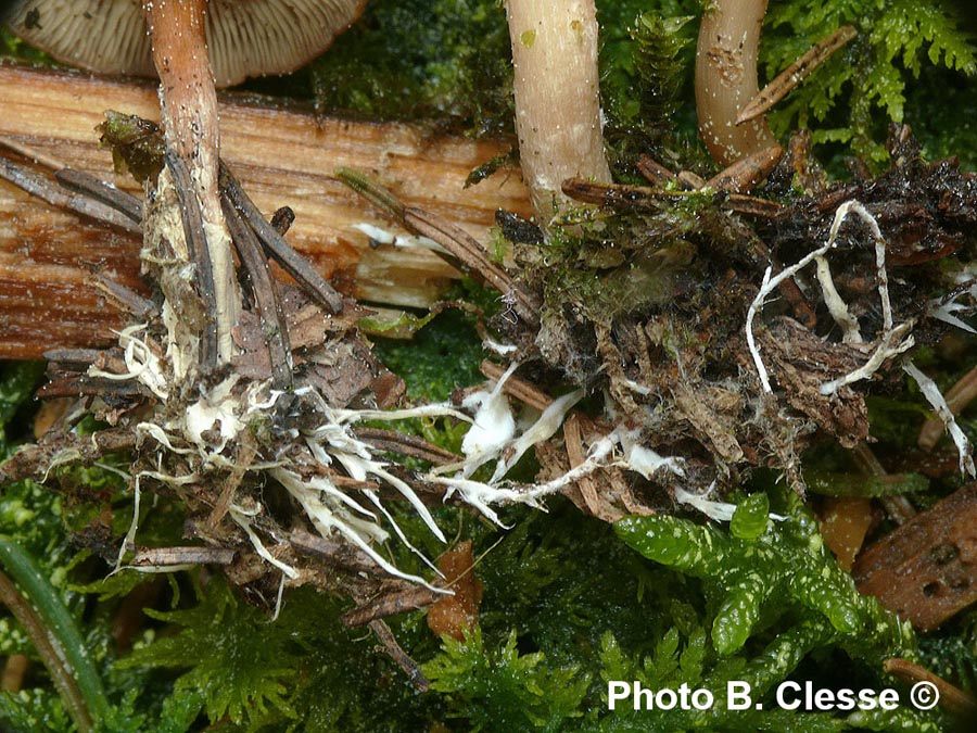 Clitocybe vermicularis (Rhizocybe vermicularis)