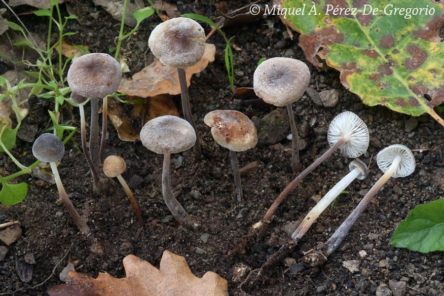 Rhizomarasmius undatus