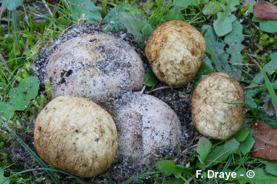 Rhizopogon luteolus