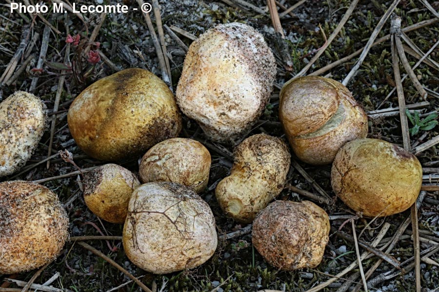 Rhizopogon luteolus