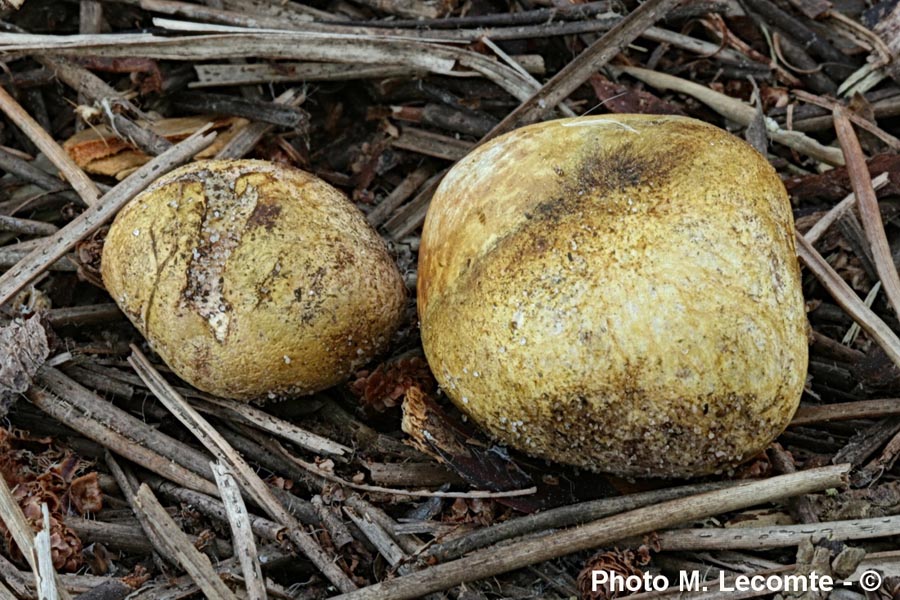 Rhizopogon luteolus