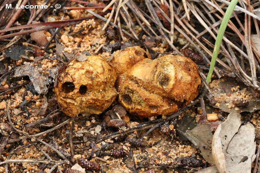 Rhizopogon obtectus