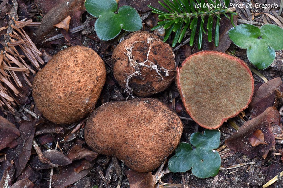 Rhizopogon rocabrunae