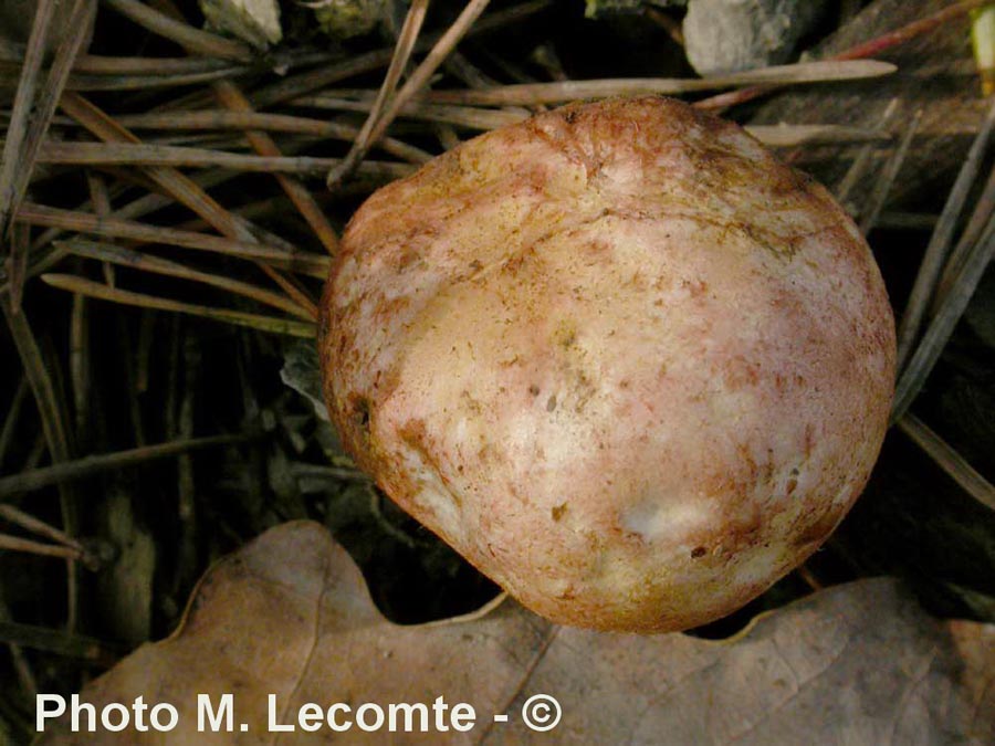 Rhizopogon roseolus